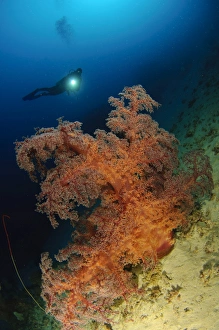 Close-up view of soft tree coral, Gorontalo, Sulawesi, Indonesia Close-up view of soft tree coral, Gorontalo, Sulawesi, Indonesia