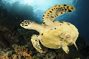 Close-up view of the underside of a Hawksbill sea turtle with barnacles Close-up view of the underside of a Hawksbill sea turtle with barnacles