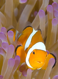 A Clown anemonefish in a purple anemone, Papua New Guinea A Clown anemonefish in a purple anemone, Papua New Guinea