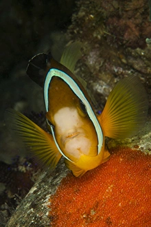 Clownfish defending its clutch of red eggs, Philippines Clownfish defending its clutch of red eggs, Philippines
