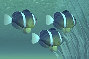 Three clownfish swim close to some seaweed plants Three clownfish swim close to some seaweed plants