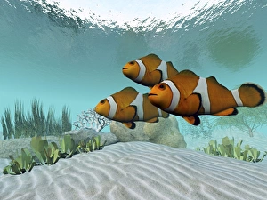 Three clownfish swim together and watch for predators Three clownfish swim together and watch for predators