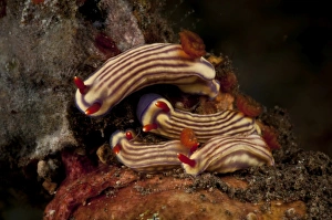 Cluster of Hypselodoris maridadilus sea slugs Cluster of Hypselodoris maridadilus sea slugs