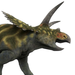 <b class=qtipBold><figcaption>Coahuilaceratops dinosaur, side view</figcaption></b><br>Coahuilaceratops dinosaur, side view. Coahuilaceratops was a ceratopsian herbivorous dinosaur that lived in the Cretaceous Period of Mexico.<br><em>© Corey Ford/Stocktrek Images</em> Coahuilaceratops dinosaur, side view