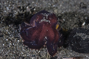 A coconut octopus crawls across the sandy seafloor A coconut octopus crawls across the sandy seafloor