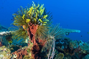A colony of feather stars attached to sponge, Papua New Guinea A colony of feather stars attached to sponge, Papua New Guinea