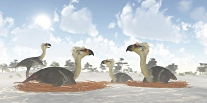 A colony of nesting female Phorusrhacos during the Miocene Era A colony of nesting female Phorusrhacos during the Miocene Era