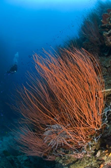 Colony of red whip fan coral with diver, Papua New Guinea Colony of red whip fan coral with diver, Papua New Guinea