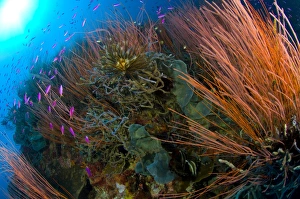 Colony of red whip fan coral with fish species, Papua New Guinea Colony of red whip fan coral with fish species, Papua New Guinea