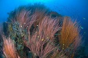 Colony of red whip fan coral, Papua New Guinea Colony of red whip fan coral, Papua New Guinea