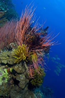 A colony of red whip fan corals with crinoids, Papua New Guinea A colony of red whip fan corals with crinoids, Papua New Guinea