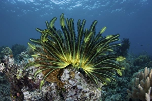 A colorful crinoid clings to a reef near the island of Flores in Indonesia A colorful crinoid clings to a reef near the island of Flores in Indonesia