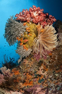 Colorful crinoids and soft corals adorn a reef in Raja Ampat Colorful crinoids and soft corals adorn a reef in Raja Ampat