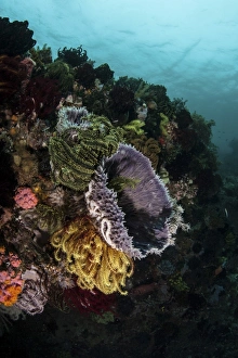 Colorful crinoids and sponges grow on a vibrant reef in Indonesia Colorful crinoids and sponges grow on a vibrant reef in Indonesia