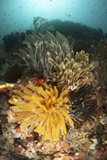 A colorful Komodo seascape with crinoids, Indonesia A colorful Komodo seascape with crinoids, Indonesia