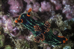 A colorful nudibranch crawls slowly across a reef A colorful nudibranch crawls slowly across a reef