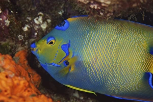 Related Images Gallery: Colorful Queen Angelfish
