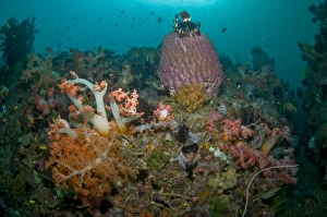 Colorful reef scene, Komodo, Indonesia Colorful reef scene, Komodo, Indonesia