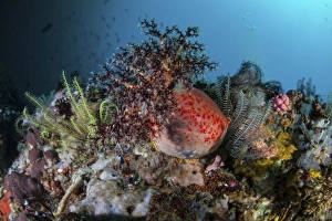 A colorful sea apple clings to a reef in indonesia A colorful sea apple clings to a reef in indonesia
