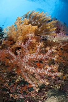 Colorful soft corals adorn the stunning reefs of southern Raja Ampat Colorful soft corals adorn the stunning reefs of southern Raja Ampat
