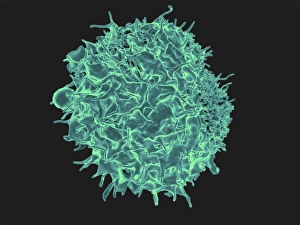 Colorized scanning electron micrograph of a T lymphocyte Colorized scanning electron micrograph of a T lymphocyte