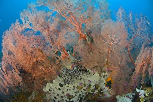 Colourful sea fan with crinoid, Papua New Guinea Colourful sea fan with crinoid, Papua New Guinea