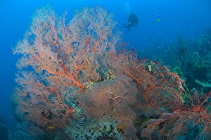 Colourful sea fan seascape, Papua New Guinea Colourful sea fan seascape, Papua New Guinea