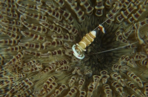 Commensal shrimp on brown anemone, North Sulawesi Commensal shrimp on brown anemone, North Sulawesi
