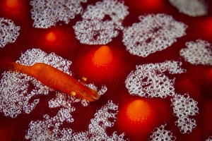 Commensal shrimp on a sea star, La Paz, Mexico Commensal shrimp on a sea star, La Paz, Mexico