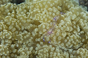 Commensal shrimp on soft coral, Papua New Guinea Commensal shrimp on soft coral, Papua New Guinea