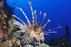 Common lionfish, full body view, Solomon Islands Common lionfish, full body view, Solomon Islands