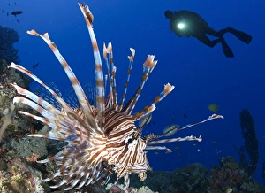 Common lionfish with diver in background, Solomon Islands Common lionfish with diver in background, Solomon Islands