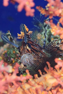 Common lionfish resting amongst coral, Solomon Islands Common lionfish resting amongst coral, Solomon Islands