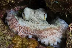 Related Images Gallery: Common Octopus guards its lair