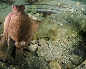 Common octopus protects a bottle inside the remnants of a tire in West Palm Beach Common octopus protects a bottle inside the remnants of a tire in West Palm Beach
