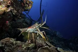 Related Images Gallery: A common spiny lobster backs his way into the protection of the reef