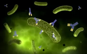 Conceptual image of antibody attaching and killing bacteria