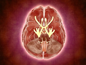 Conceptual image of cranial nerves in human brain Conceptual image of cranial nerves in human brain