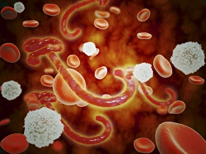 Conceptual image of ebola virus in blood stream Conceptual image of ebola virus in blood stream