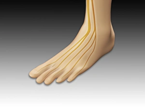 Conceptual image of human foot with nervous system Conceptual image of human foot with nervous system