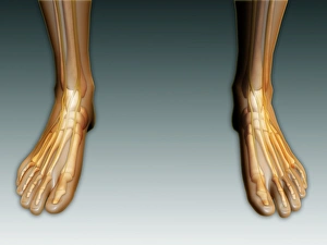 Conceptual image of human legs and feet with nervous system Conceptual image of human legs and feet with nervous system