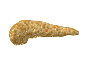 <b class=qtipBold><figcaption>Conceptual image of human pancreas</figcaption></b><br>Conceptual image of human pancreas.<br><em>© Stocktrek Images</em> Conceptual image of human pancreas