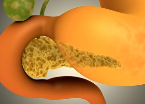 Conceptual image of human pancreas and stomach Conceptual image of human pancreas and stomach