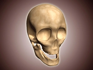 Conceptual image of human skull, perspective view Conceptual image of human skull, perspective view