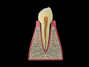 <b class=qtipBold><figcaption>Conceptual image of human tooth</figcaption></b><br>Conceptual image of human tooth.<br><em>© Stocktrek Images</em> Conceptual image of human tooth