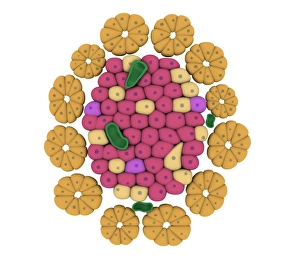 Conceptual image of pancreatic islet of Langerhans Conceptual image of pancreatic islet of Langerhans