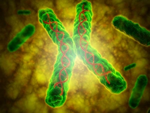 Conceptual image of a telomere Conceptual image of a telomere