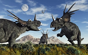 Confrontation between male Styracosaurus dinosaurs Confrontation between male Styracosaurus dinosaurs