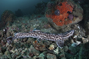 A coral catshark lays on the seafloor of Lembeh Strait, Indonesia A coral catshark lays on the seafloor of Lembeh Strait, Indonesia