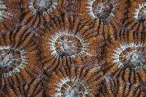 Detail of coral polyps growing on a reef in Indonesia Detail of coral polyps growing on a reef in Indonesia